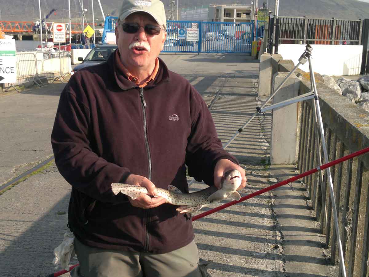 Peters dogfish - turens første - Fenit pier